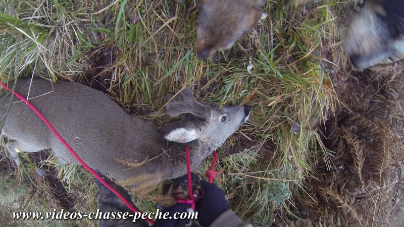 chasse chevreuil